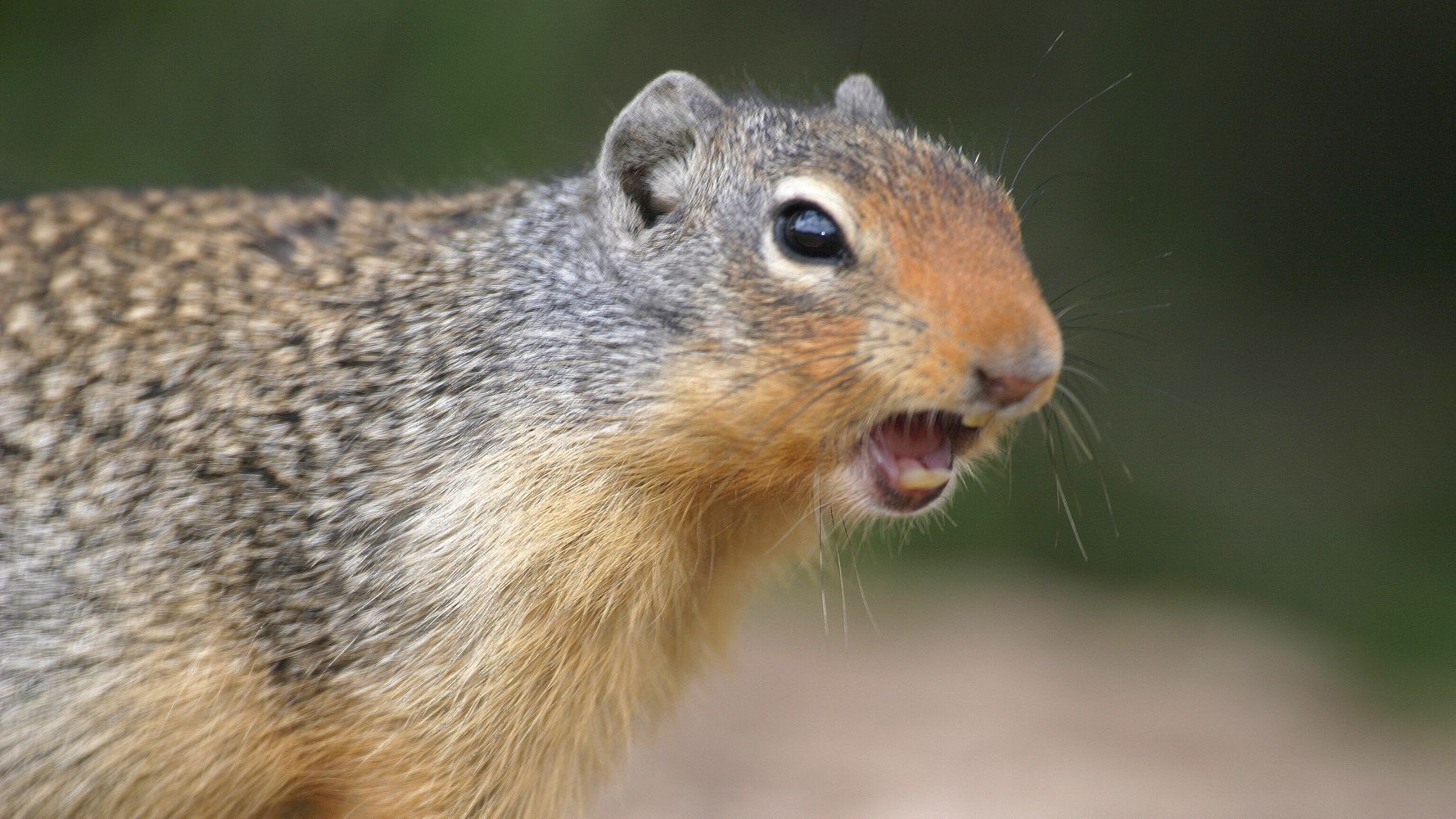 Angry Squirrel Aggressively Attacking Residents Of Queens Neighborhood | HuffPost