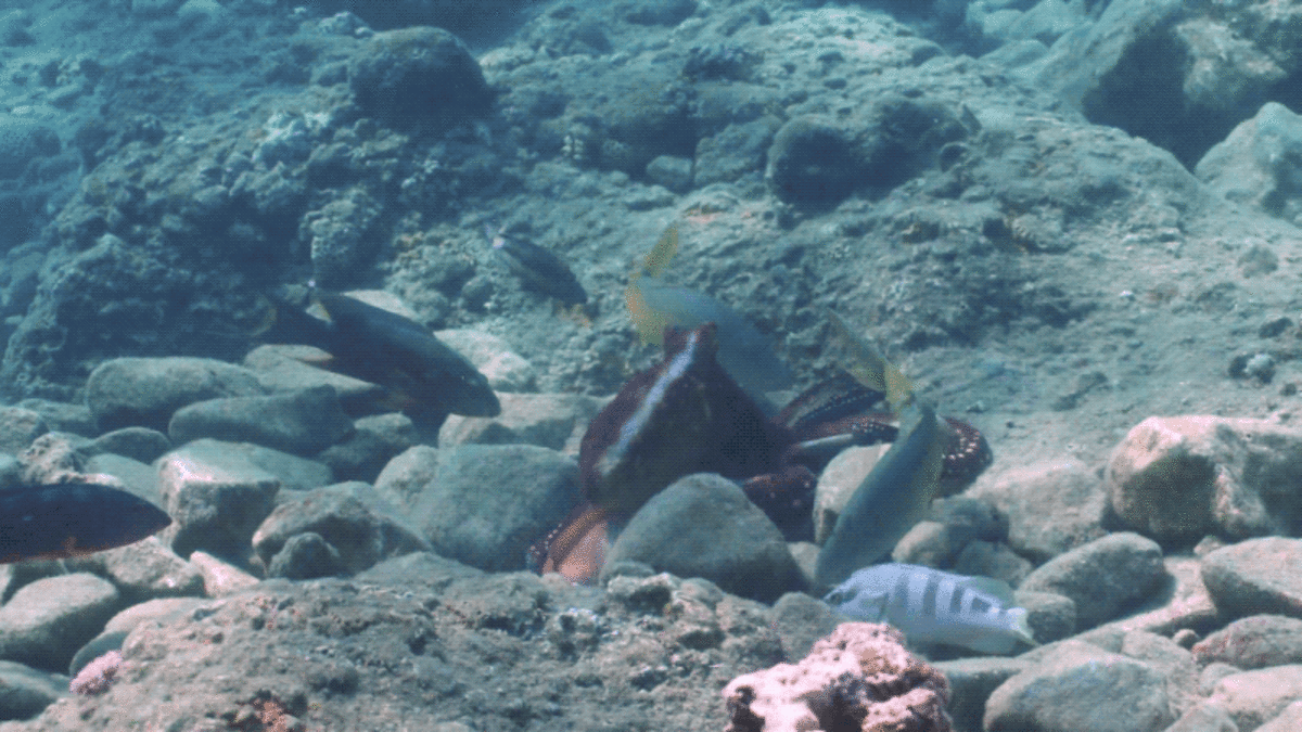 Octopuses Like to Punch Fish, New Research Suggests