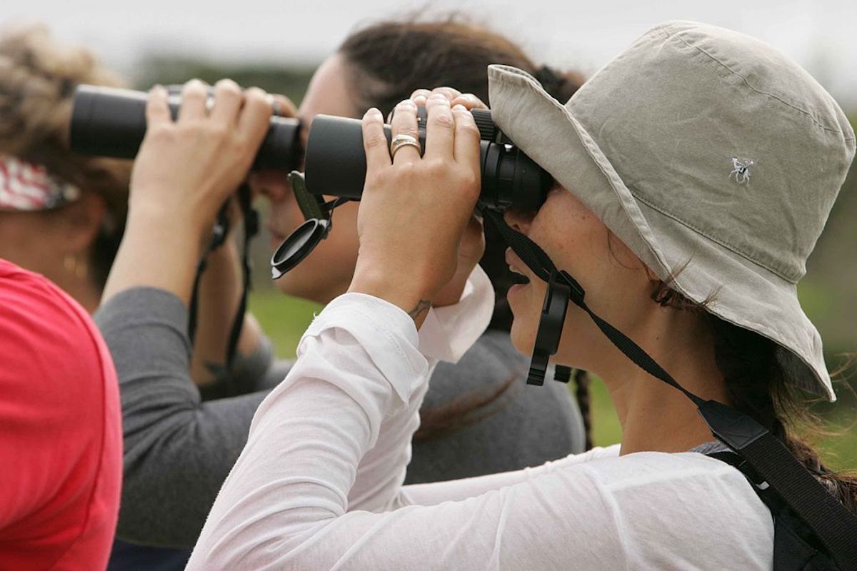 Birdwatching for Beginners: A Complete Guide - Bird Feeder Hub