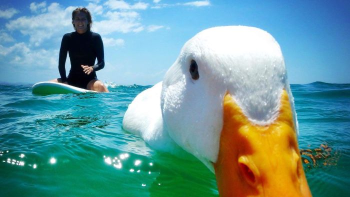 Gold Coast surfing duck will 'steal anyone's board, even a world champion's'