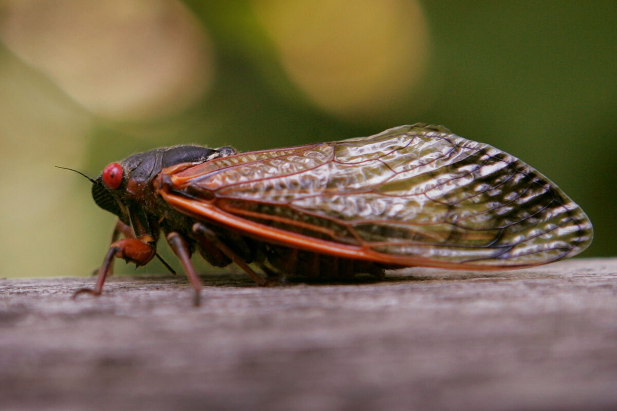 After Spending 17 Years Underground, Trillions of ‘Brood X’ Cicadas Will Soon Appear In 15 States | The Daily Wire