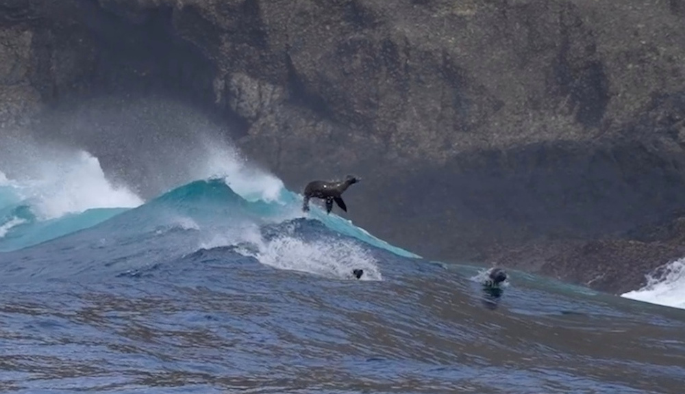 Sea lions surf giant waves in ‘awesome’ display caught on video