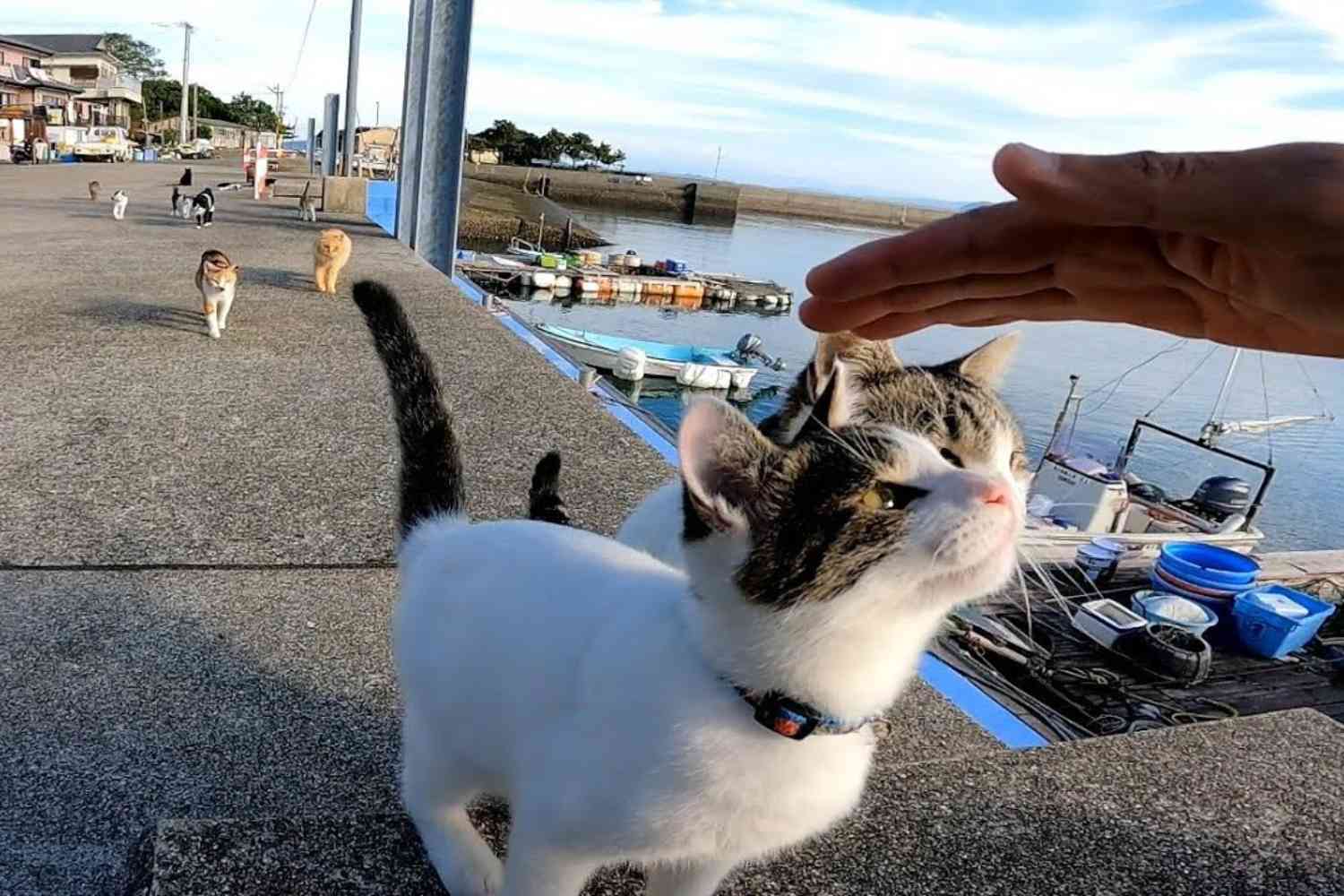 Watch: Apparently there are cat islands around Japan, and if you go there and sit down youll be instantly surrounded by affectionate feral cats. | Not the Bee