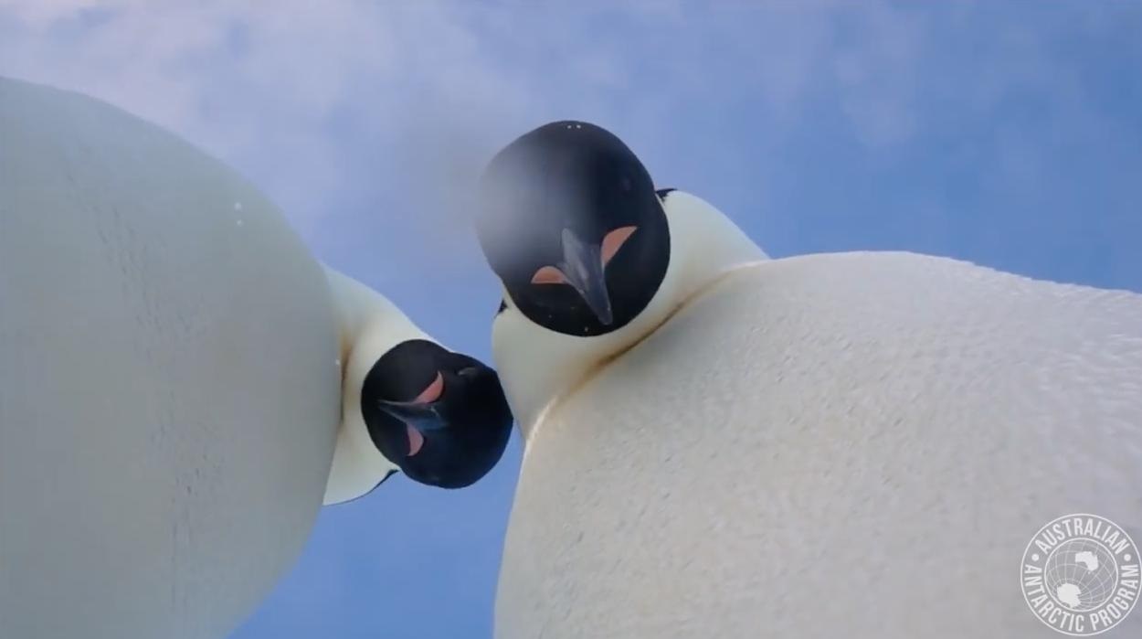 Penguins Take Accidental Selfie After Finding Camera In Antartica | Home Design, Garden  Architecture Blog Magazine