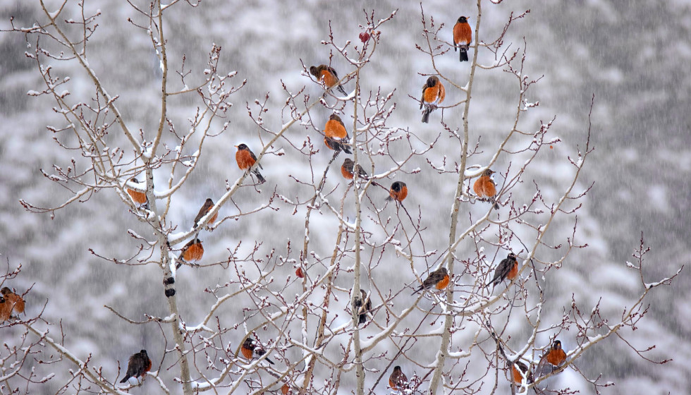 Dallas-Fort Worth is seeing flocks of robins all over their backyards - CultureMap Dallas