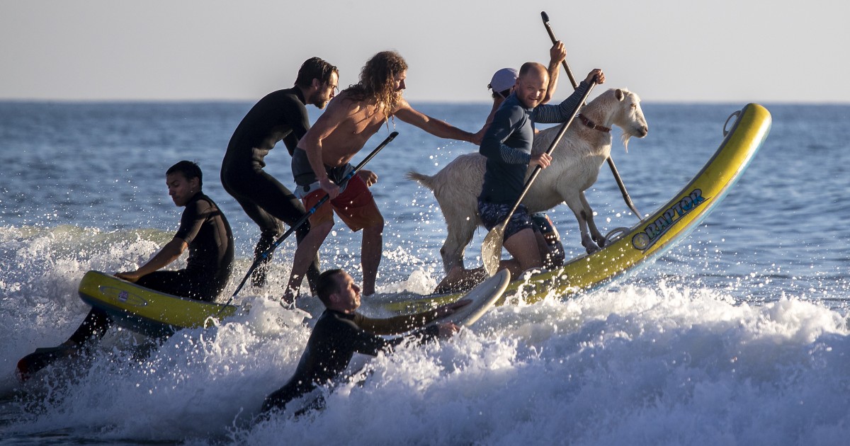 Photos: Surfing with goats at the San Clemente Pier - Los Angeles Times