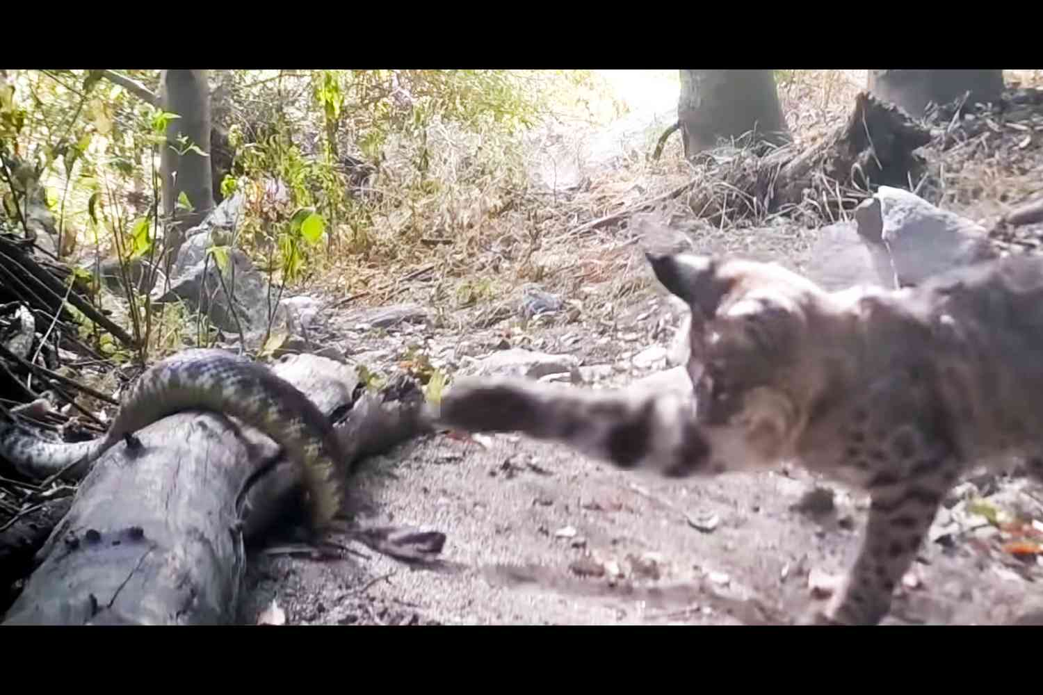 Watch This Bobcat Take On A Rattlesnake | Not the Bee