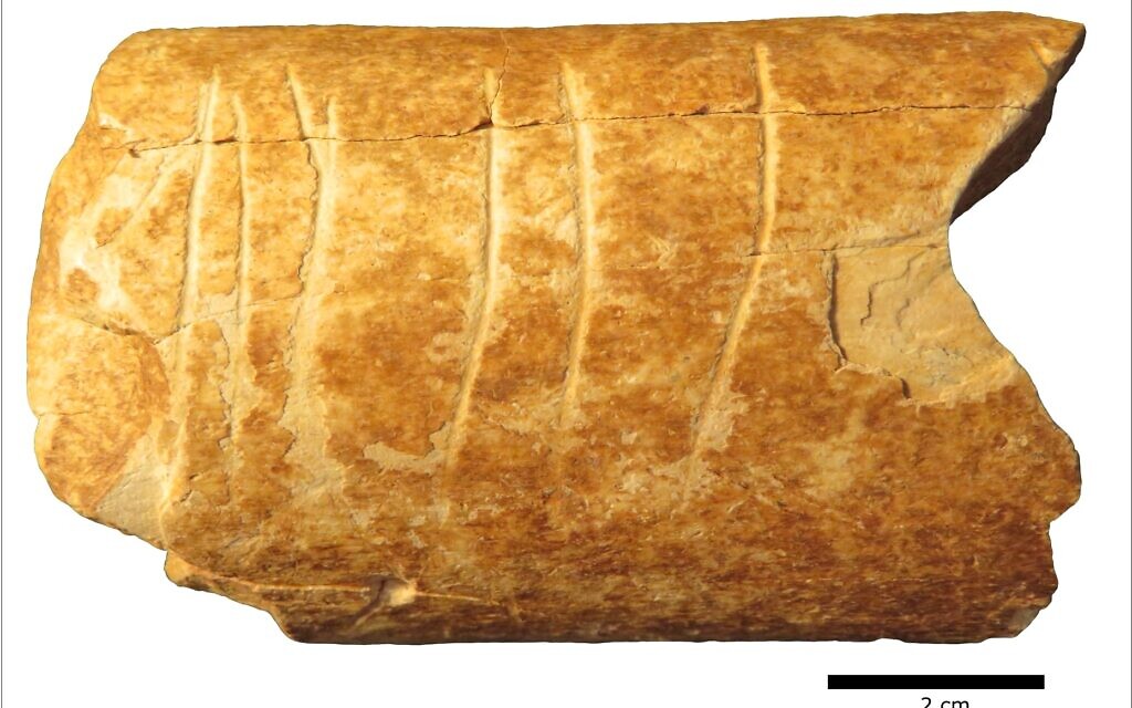 Scientists: Bone carving found in Israel could be earliest human use of symbols | The Times of Israel