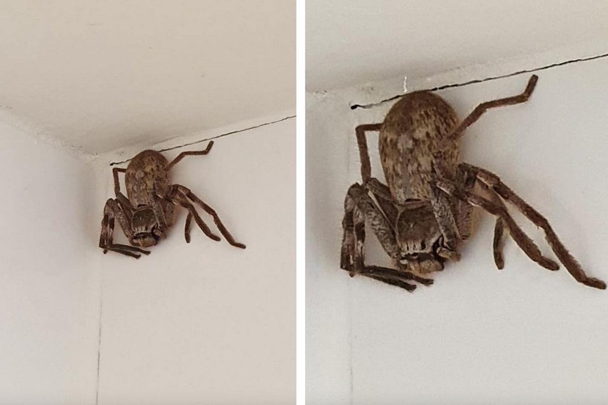 Woman Terrifyingly Finds Massive Huntsman Spider in Her Shower | Rare