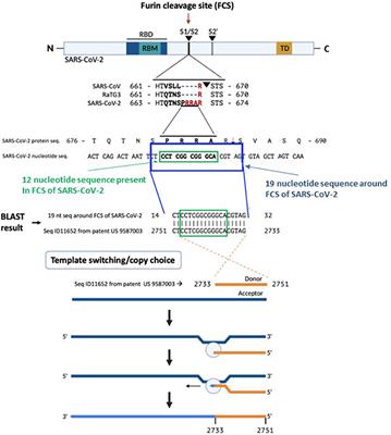 Frontiers | MSH3 Homology and Potential Recombination Link to SARS-CoV-2 Furin Cleavage Site | Virology